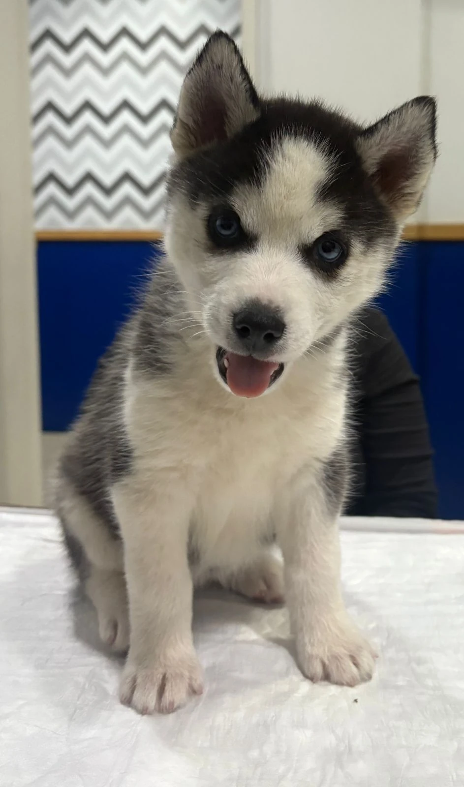 Análises clínicas rápidas para pets