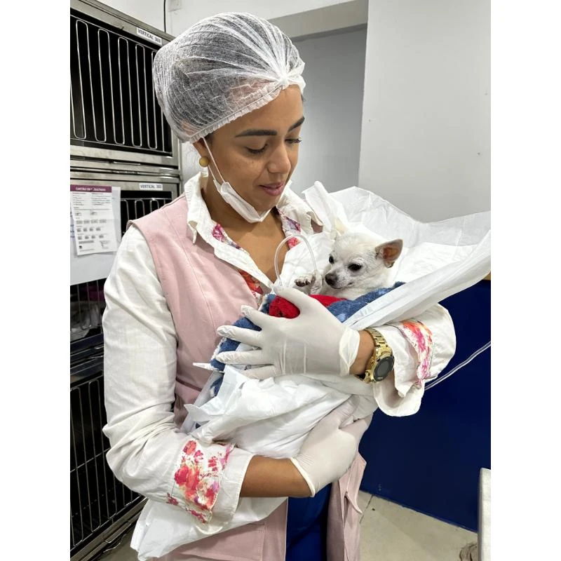 Cirurgia veterinária para cães