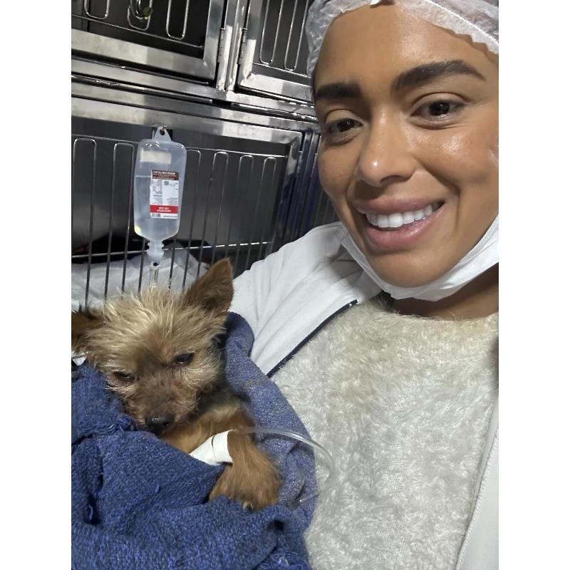 Emergência para cães