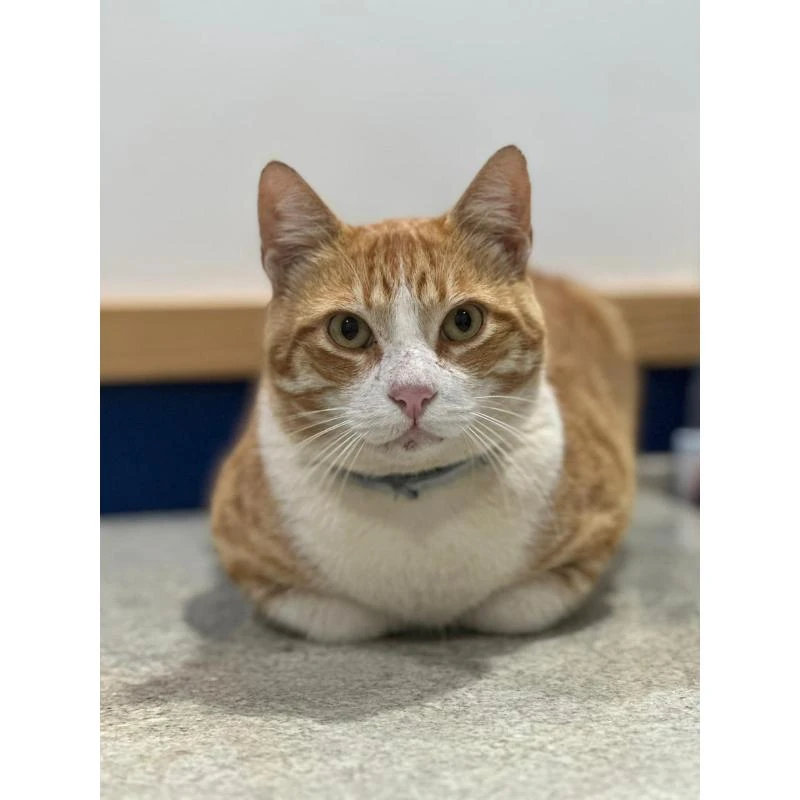 Emergência para gatos