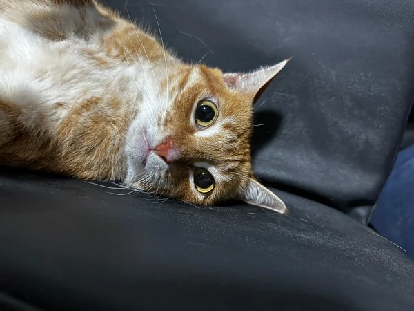 Hemograma gatos em São Pedro