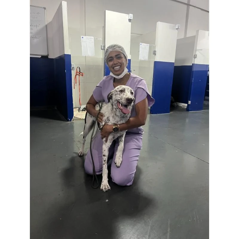 Internação para cachorro em Juiz de Fora