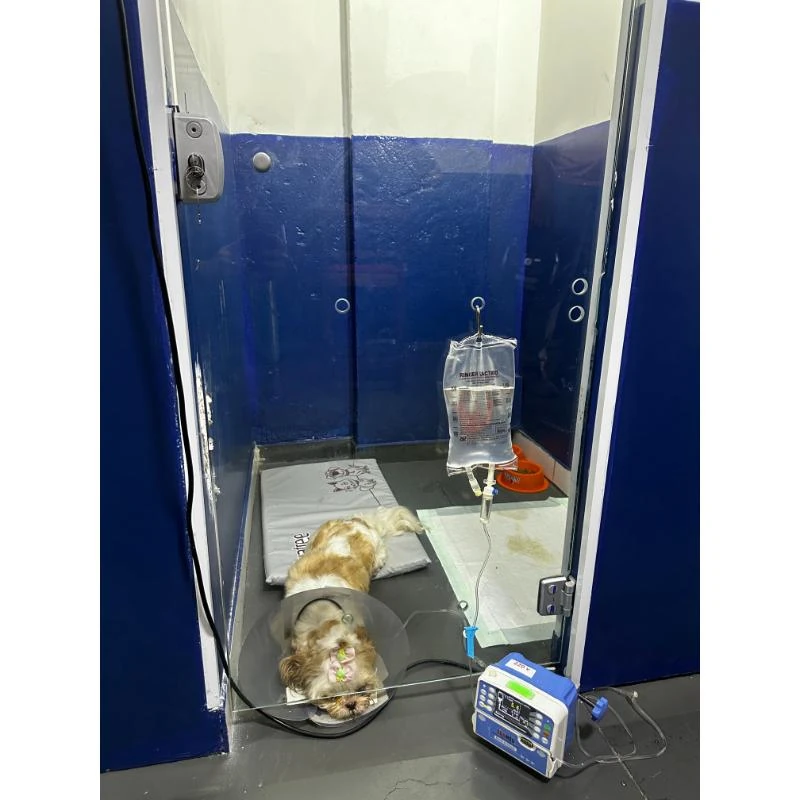 Internação veterinária para cães e gatos