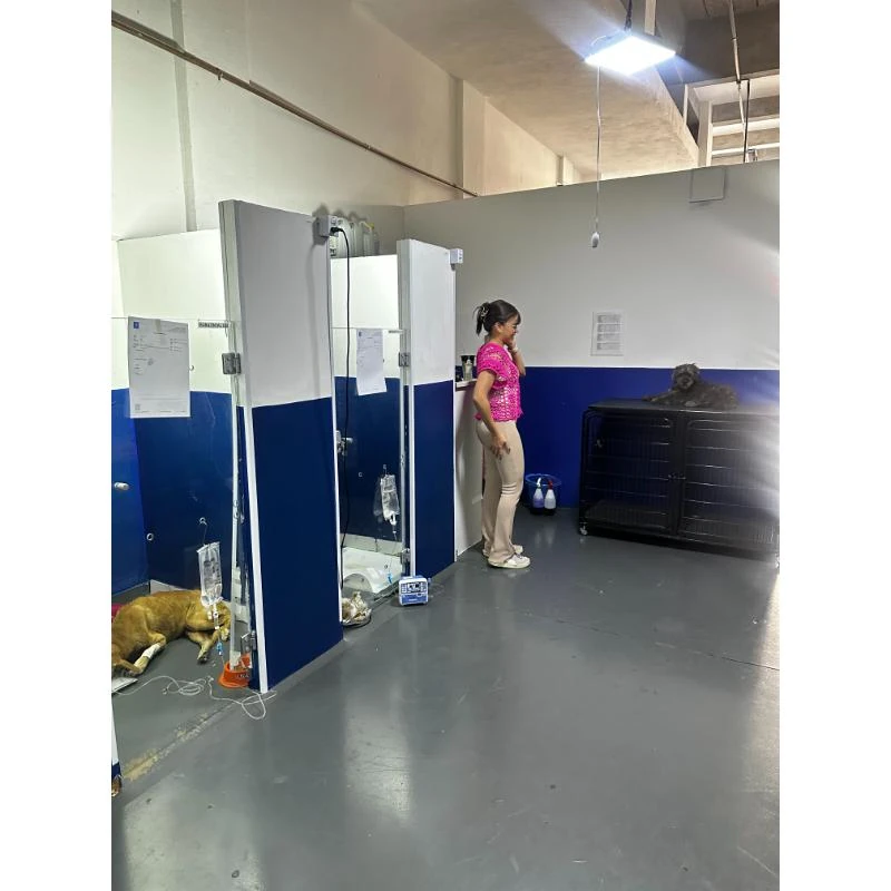 Internação veterinária em São Pedro