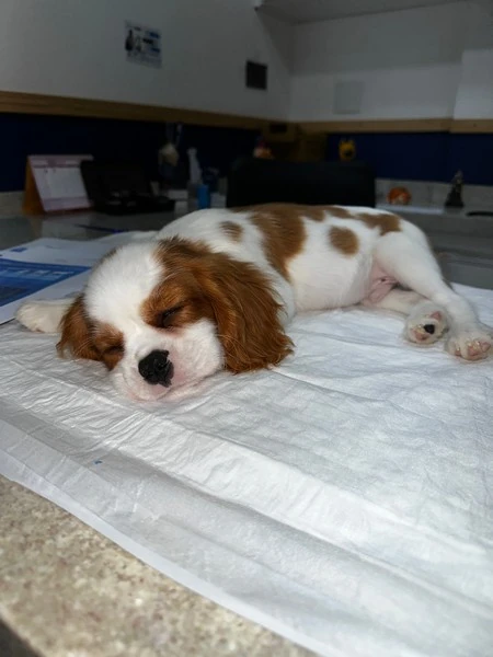 Serviço de internação veterinária