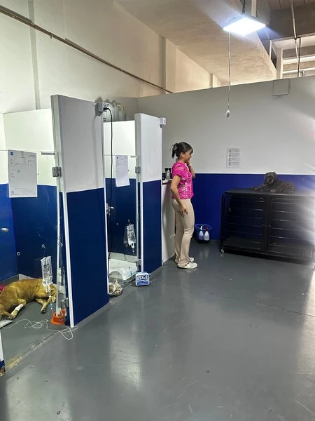 Serviço de internação veterinária 24h