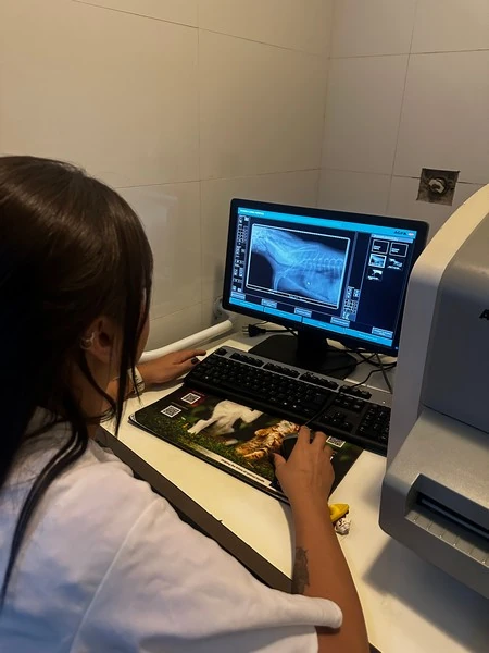 Ultrassom veterinária em Juiz de Fora