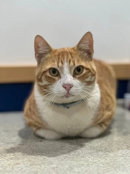 Ultrassonografia em pequenos animais